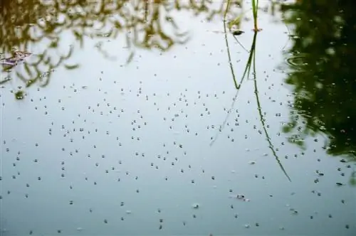 Plaga komarów nad stawem? Oto, jak możesz ich uniknąć