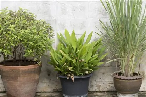 Muggenplaag in de tuin: natuurlijke oplossingen ter verdediging