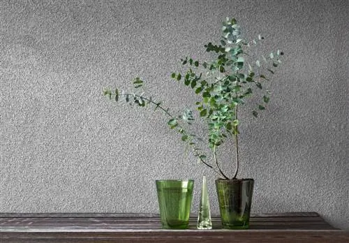 Des moustiques dans l'appartement ? Ces plantes d'intérieur aident