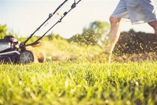 Acariens des graminées : des méthodes efficaces pour les combattre dans les pelouses