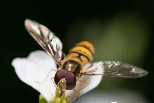 hoverfly profil