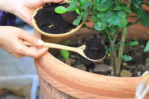 Coffee grounds against fungus gnats: effective control method