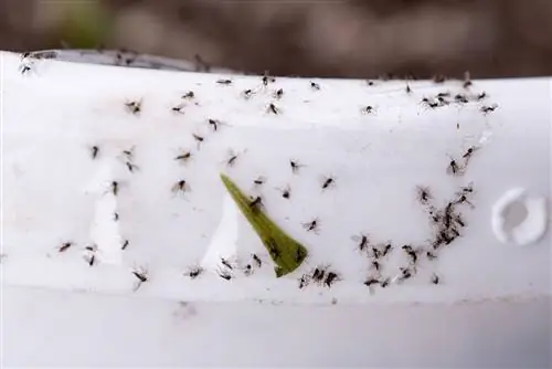 mosquitos de luto en tierra para macetas