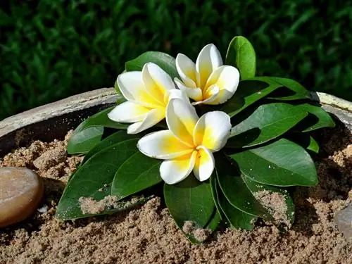 Fungus gnats in the garden? This is how sand helps against the plague