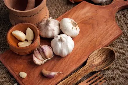 Fighting fungus gnats: How effective is garlic?