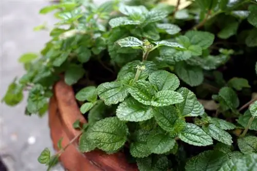 ¿Moscas blancas en el jardín? ¡Descubre el poder de la menta