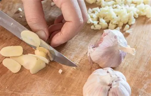 garlic against whitefly