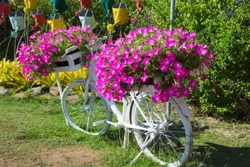 mosca blanca petunia