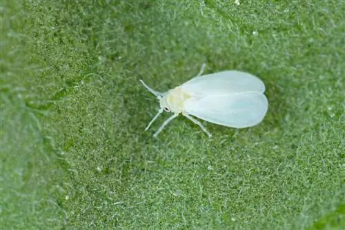 mosca blanca del boj