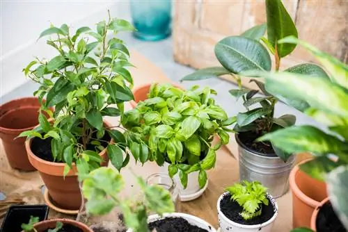 Plantes contra la mosca blanca: Mètodes de defensa natural