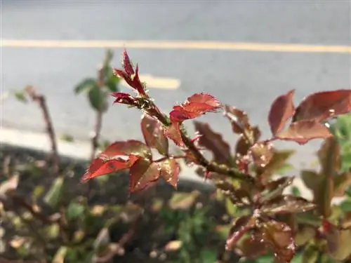 whitefly-on-roses