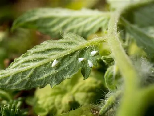 whitefly in the greenhouse