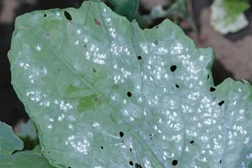 Infestação por mosca branca? É assim que você pode reconhecer o dano