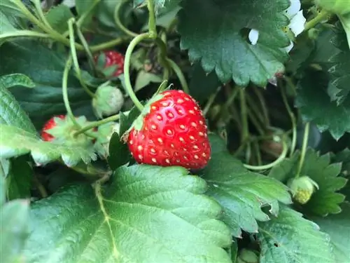 Labanan ang mga whiteflies sa mga strawberry: mabisang panlunas sa bahay