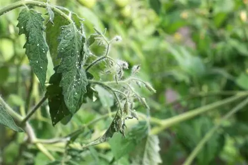 Dăunător pe plantele de tomate: Cum scap de muștele albe?