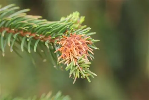 Saving spruce trees: identifying and combating pests