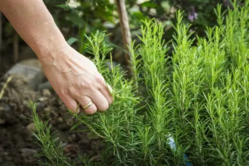 plantes-contre-tiques