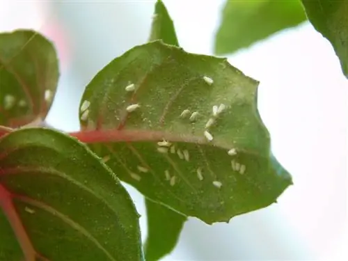 Luchando contra las plantas de interior de la mosca blanca.