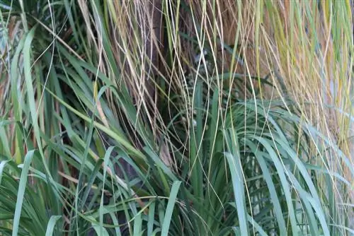 Cut and care for elephant foot leaves properly