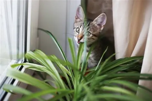 Plantas de interior venenosas: peligro para los gatos por la pata de elefante