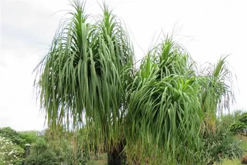 Crecimiento de la pata de elefante: consejos para una planta sana