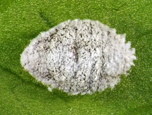 Elephant foot: detect and combat mealybug infestations