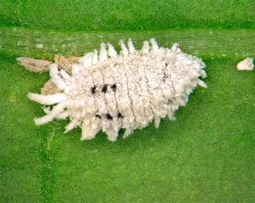 Manchas blancas en patas de elefante.