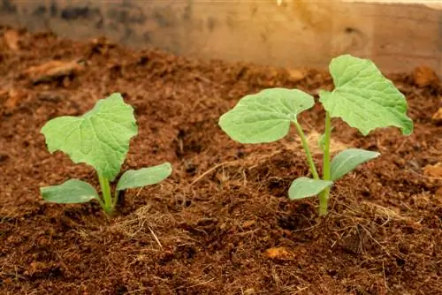 terre de coco pour légumes