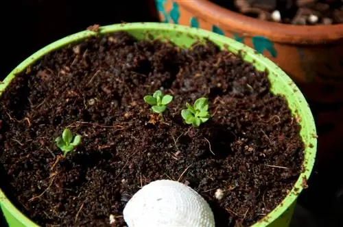 Terreau de cocotier : Pour quelles plantes est-il vraiment adapté ?