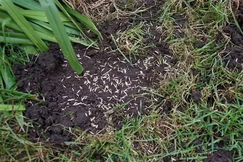 tanah kebun untuk rumput