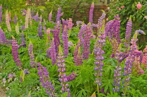 Sciogliere il terreno del giardino: come migliorare la struttura del terreno