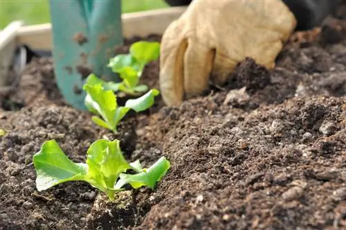 potting soil for vegetables