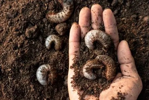 Fighting grubs: ήπιες και αποτελεσματικές μέθοδοι