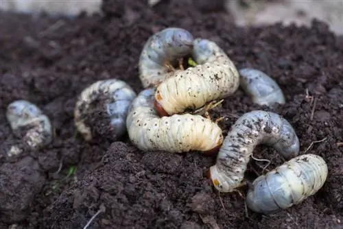 Larve in giardino: come identificarle?