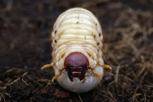 ¿Larvas en la maceta? ¡Aquí te explicamos cómo deshacerte de ellos