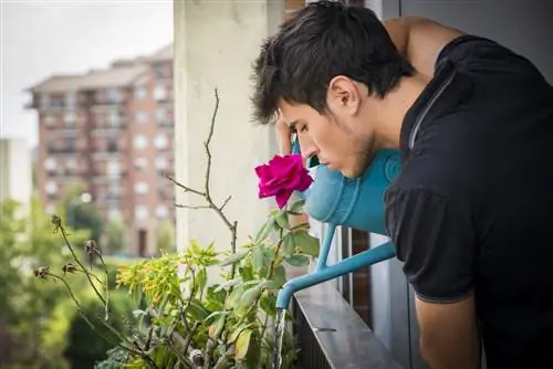 Luchar contra las larvas en el balcón: métodos eficaces y consejos