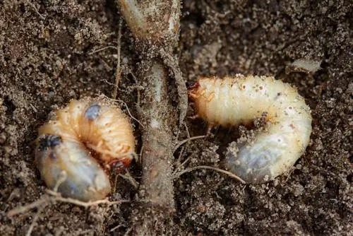 Infestação em canteiros elevados: identifique e combata larvas