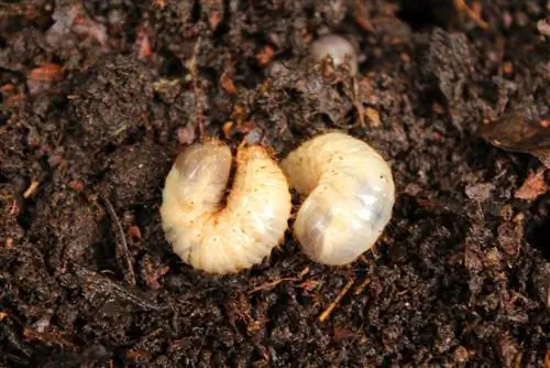 Larve nel compost: utili aiutanti o parassiti?