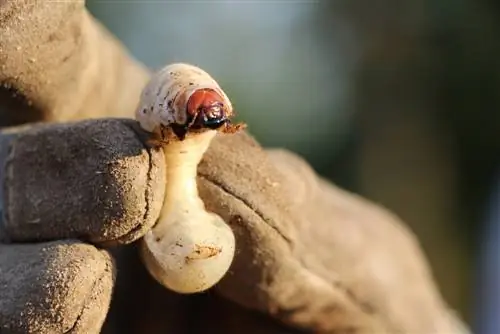 Larvas del escarabajo de junio: reconocerlas y combatirlas en el jardín