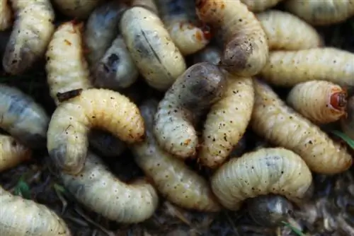 Kupambana na grubs rose chafer