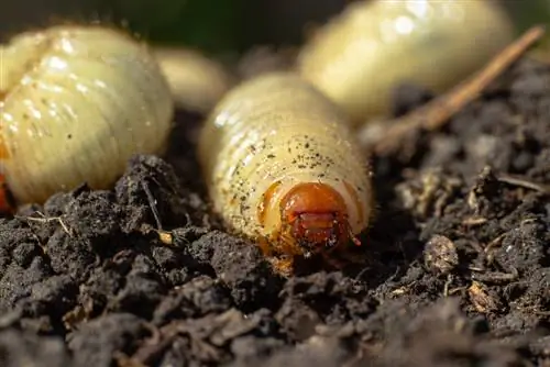 maikaefer grubs