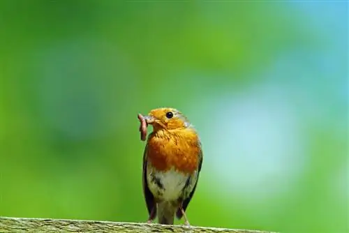 ¿Plaga de gusanos en el jardín? Los mejores métodos de control