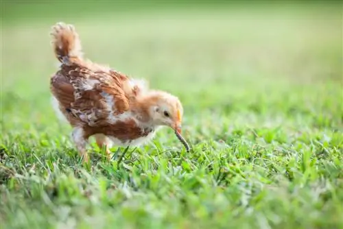 nuttige huismiddeltjes tegen maden