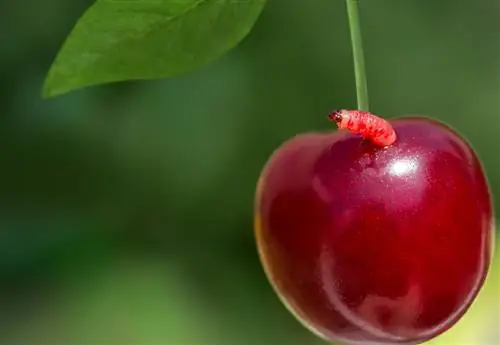 Crve u trešnjama: Kako efikasno zaštititi berbu?