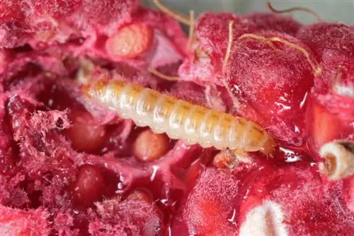 Maggots in blackberries: identifying and combating pests