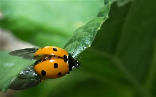 ladybug species