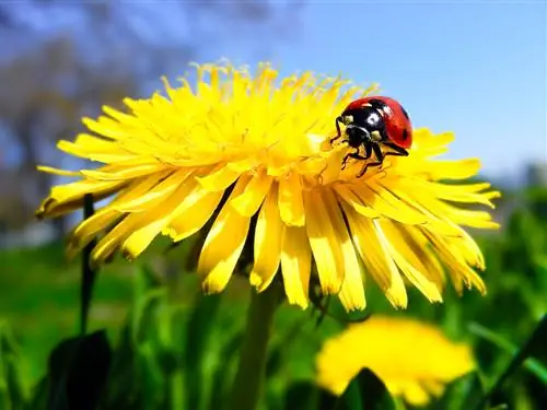 მოზიდვა ladybirds