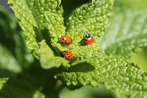 ladybugs məskunlaşır