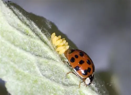 Hai scoperto le uova di coccinella? Perché sono così utili