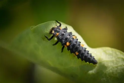 Kuonekana kwa mabuu ya Ladybug